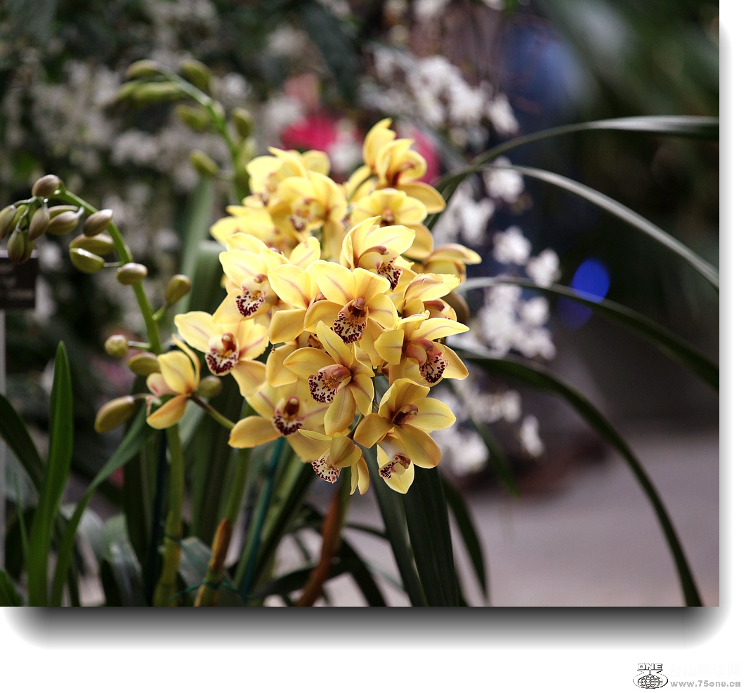 IMG_2843a.jpg