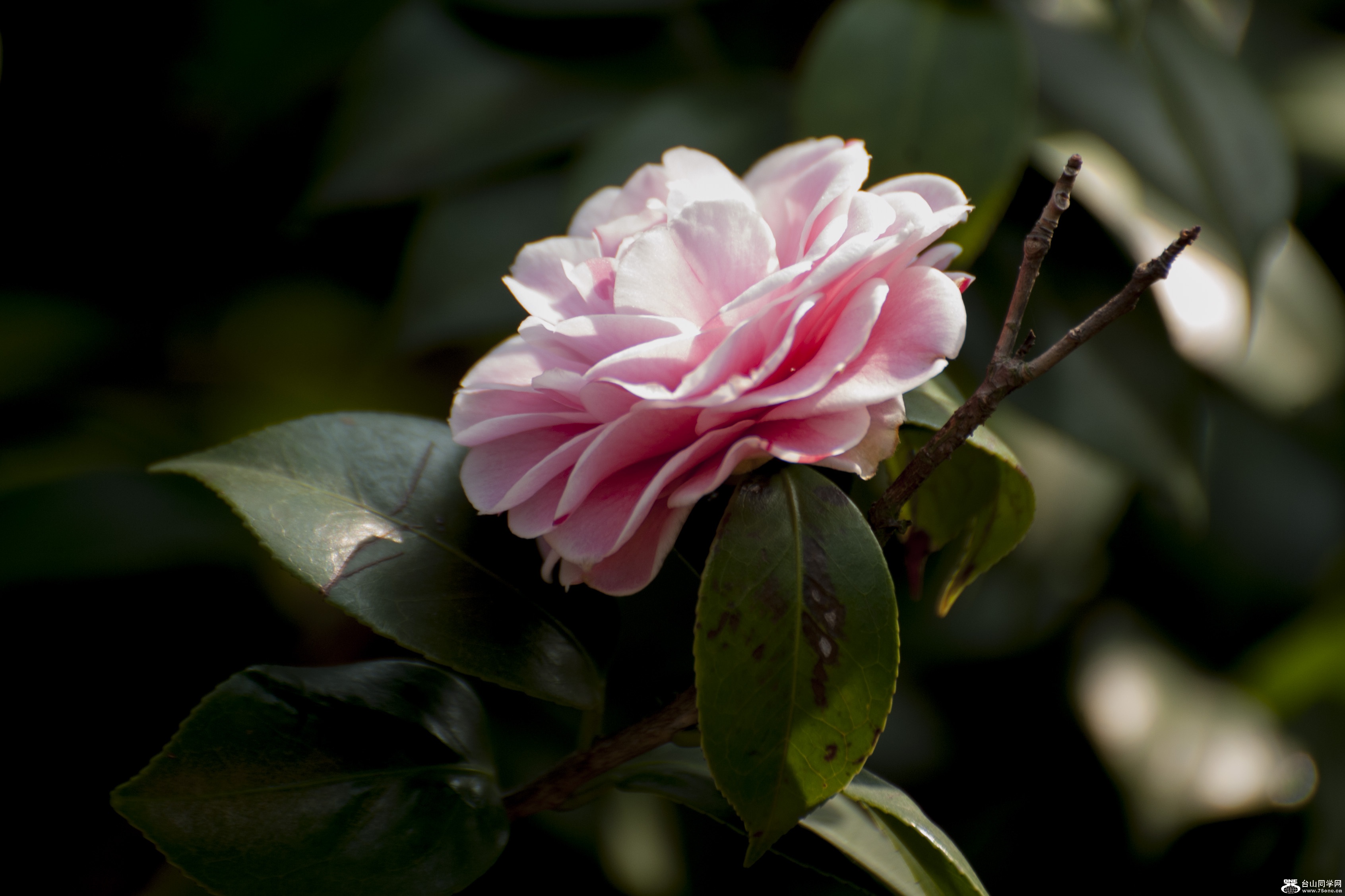  (2) DSC_0191.jpg