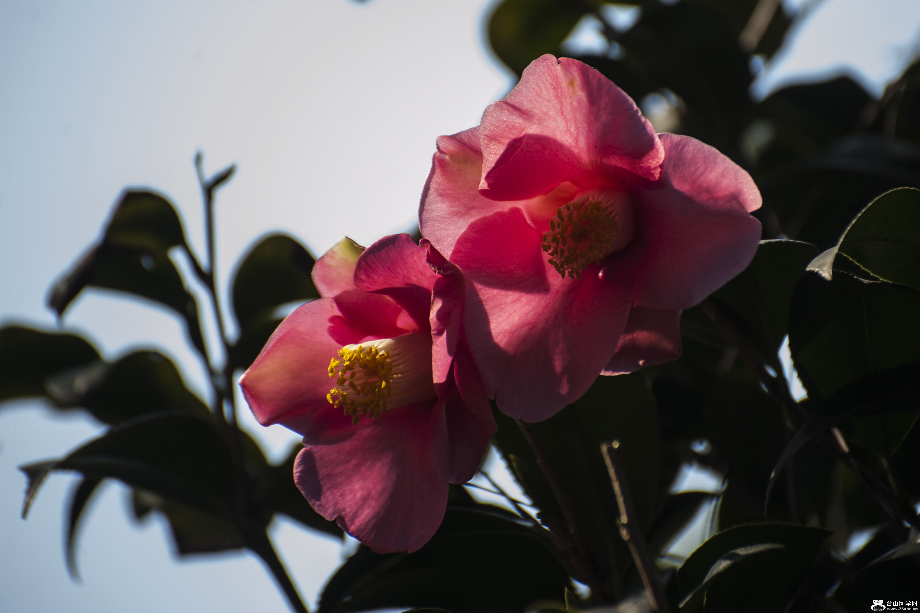 DSC_0117.jpg