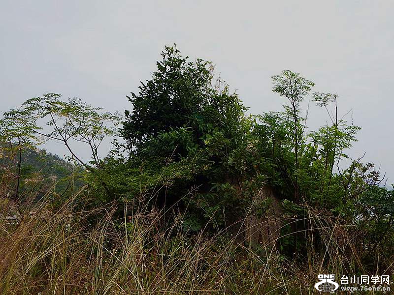 DSCF7375.jpg
