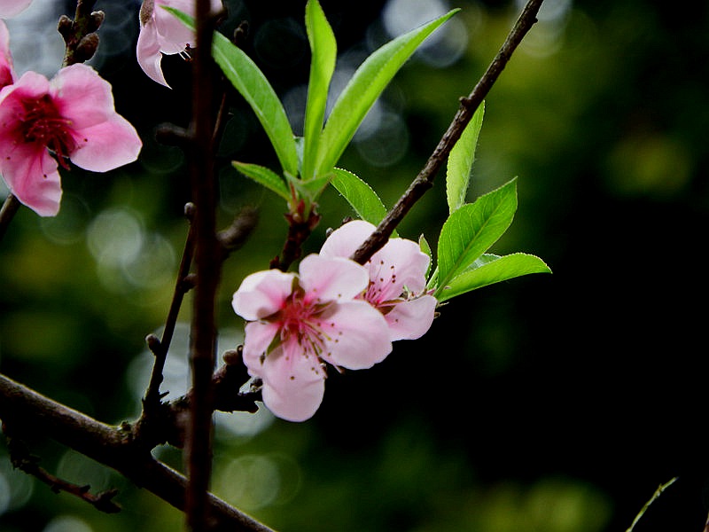 DSCF1015.jpg