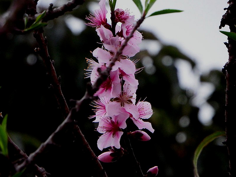 DSCF2090.jpg