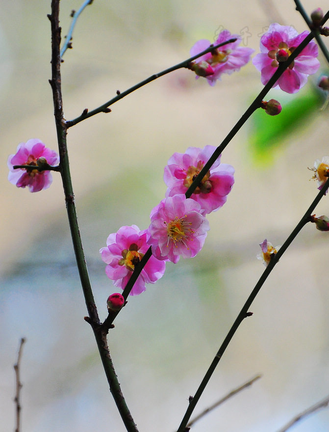 DSC_0044.jpg