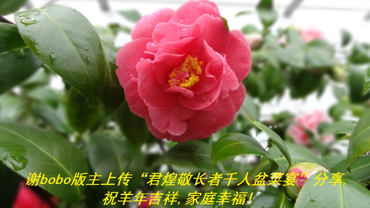 лboboϴ;ǧ硱,ף꼪,ͥҸ!.jpg