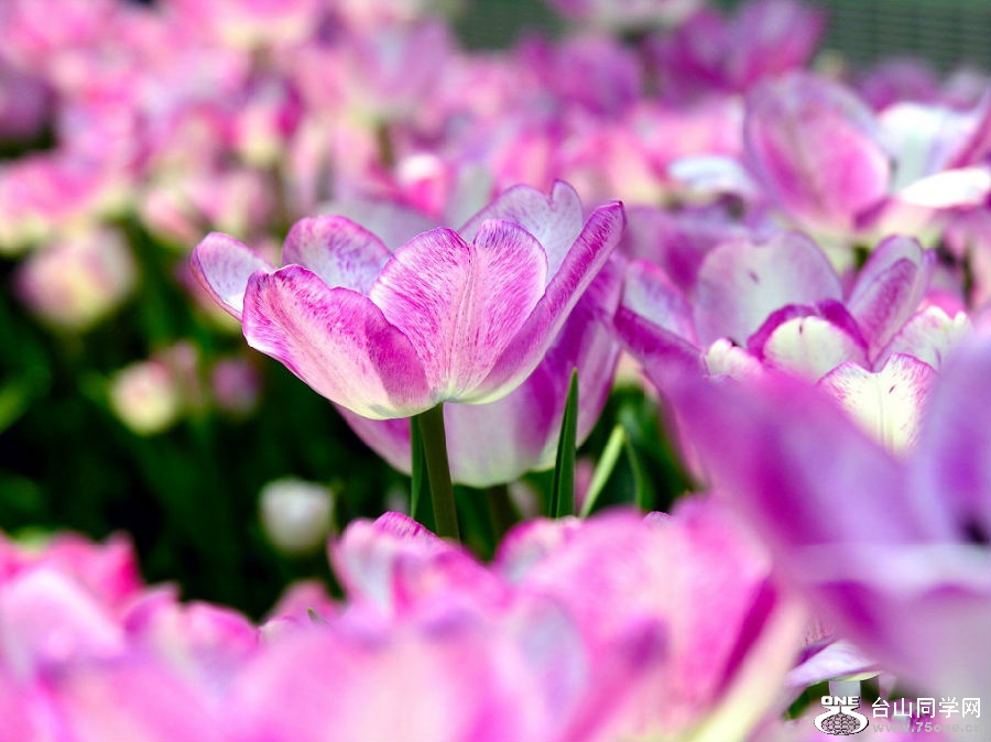 0&amp;wxfrom=5 (12).jpg