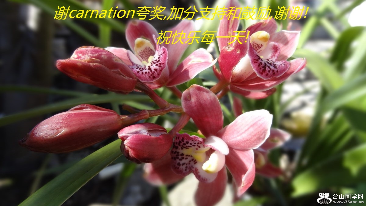 лcarnation佱,ӷֺ֧͹,лл!ףÿһ!.jpg