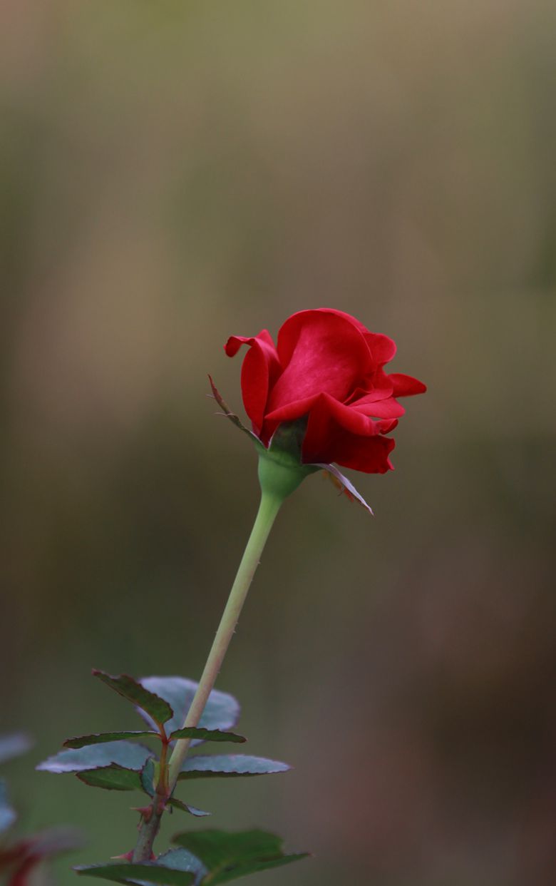 IMG_8010__.jpg