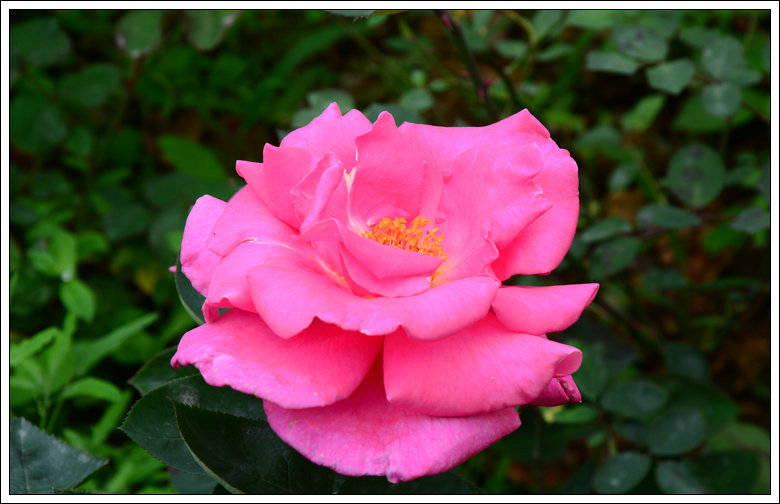 DSC_4122_1.JPG