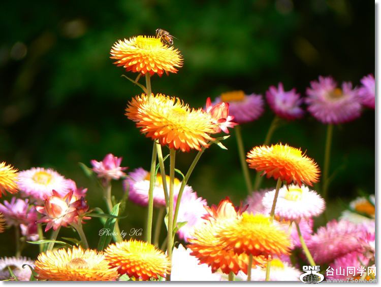 Flowers 08-03-15 260.jpg