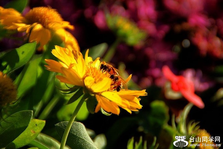 7c6554a11ca14b7aaa4985e820b59f7e_720_0_max_JPG.jpg