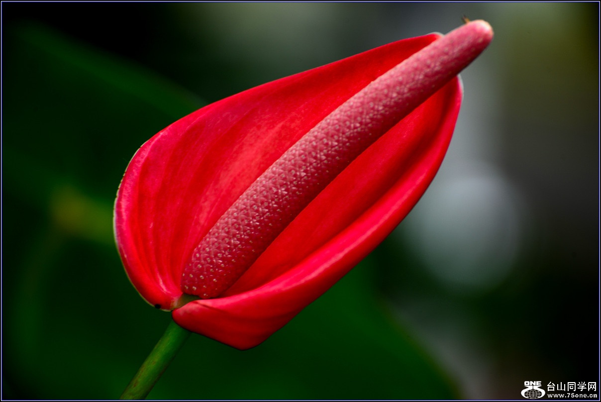 DSC_4768_.jpg
