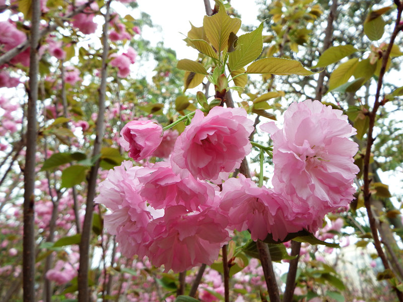 DSCF3630.jpg