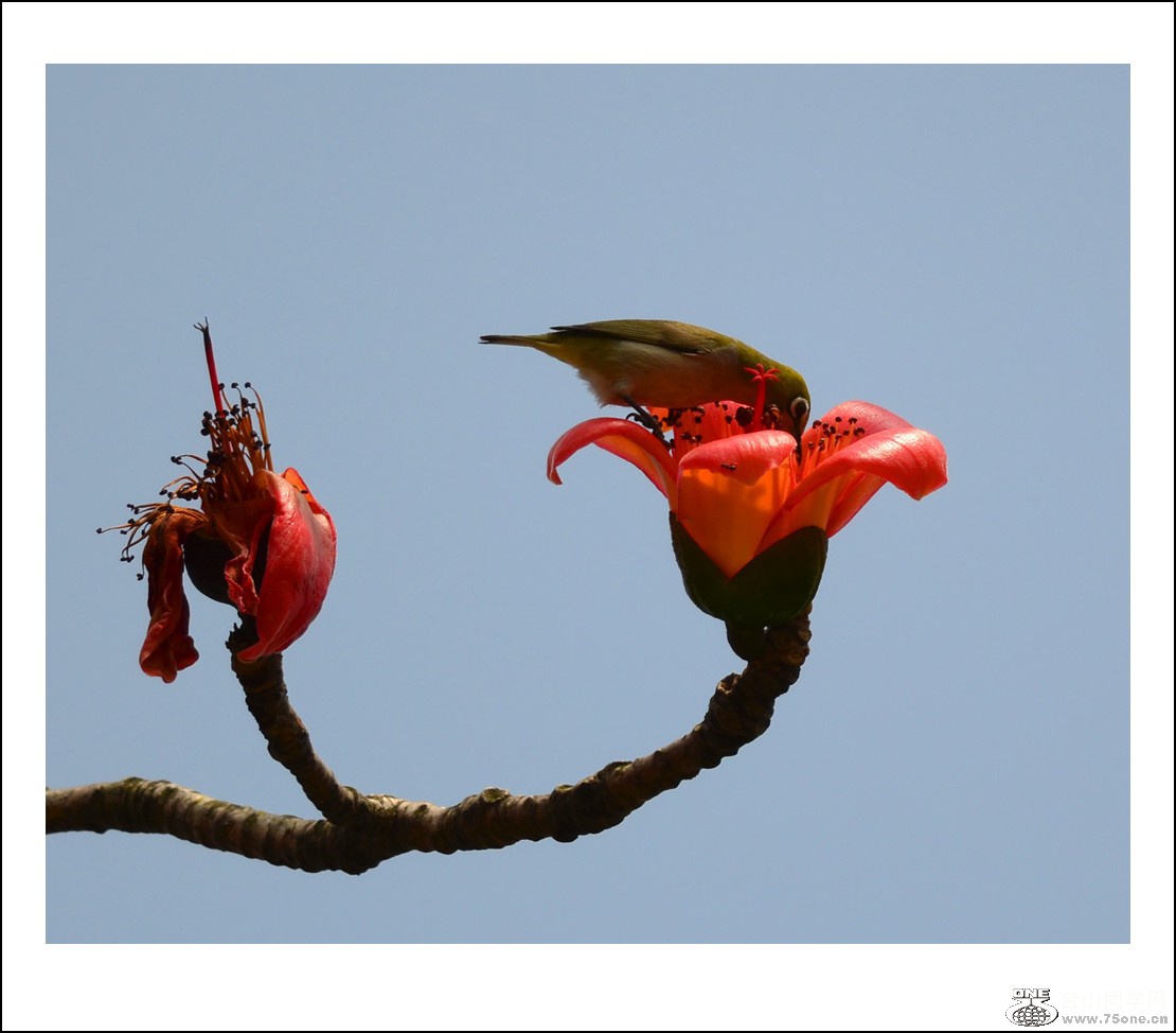 DSC_7811_conew1.jpg