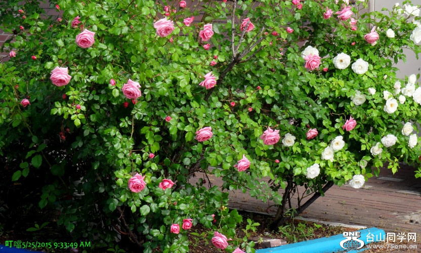 DSC06135a_1.jpg