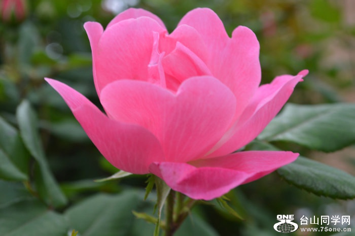 DSC_1163.JPG