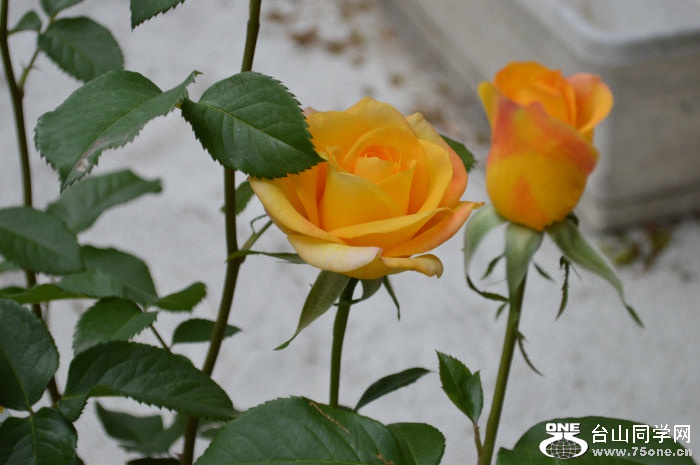 DSC_0007.JPG