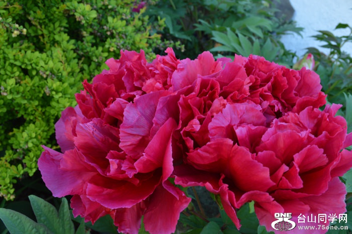 DSC_1004.JPG