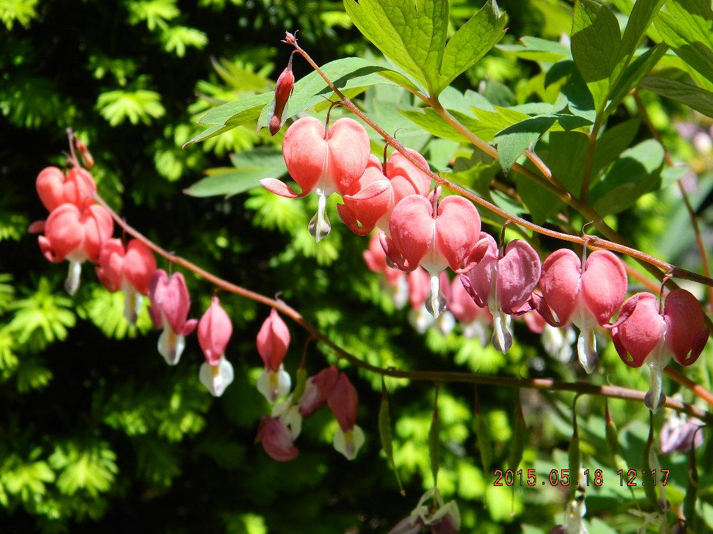 DSCN5272.JPG