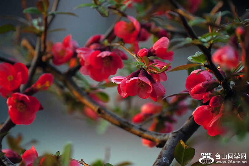 DSC_2525aa.jpg
