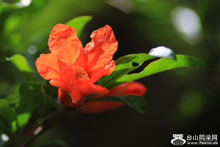 31f50945089a4b42ab543c4e8d321c2f_720_0_max_jpg.jpg