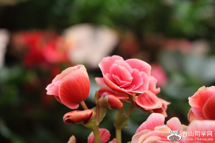 c751c7b0720749b7abe1d057e87aefd5_720_0_max_jpg.jpg