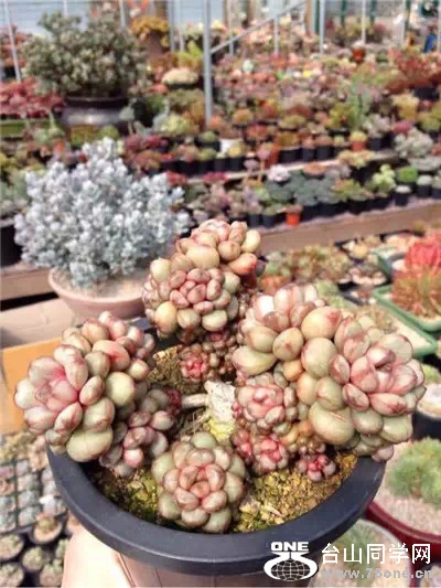 0 (36).jpg