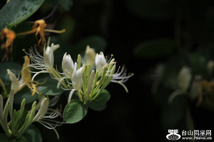 c6d7f366aae144f0ad87d2e90c685e72_720_0_max_jpg.jpg