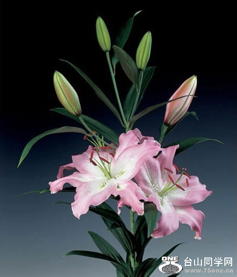 640 (3).png
