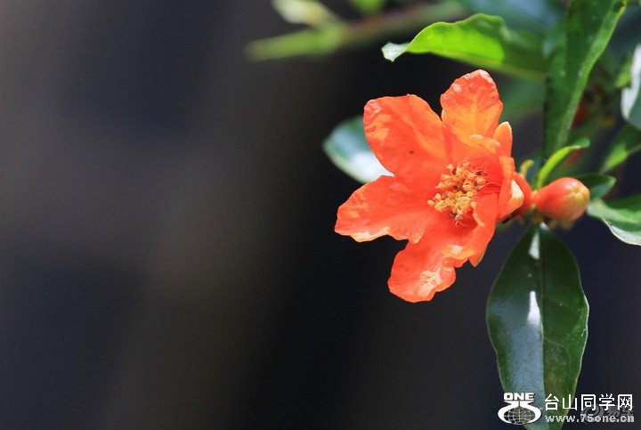 1b0ea2870fe3499bb238c545ad20d323_720_0_max_jpg.jpg