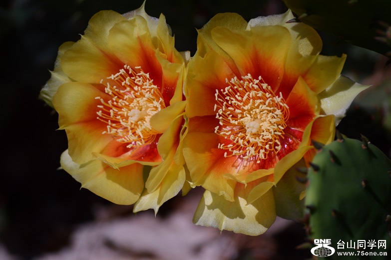 DSC_2099.JPG