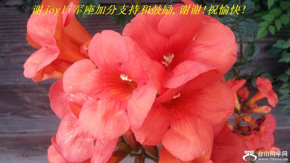 лjoyliӷֺ֧͹,лл!ף!.jpg
