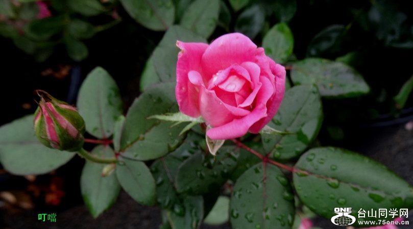 DSC06805b_1.jpg