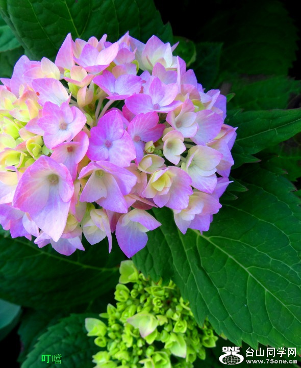 DSC06554a_1.jpg