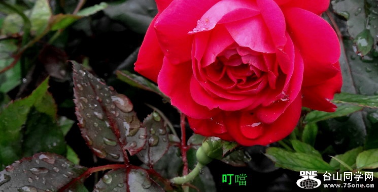 DSC06812b_1.jpg