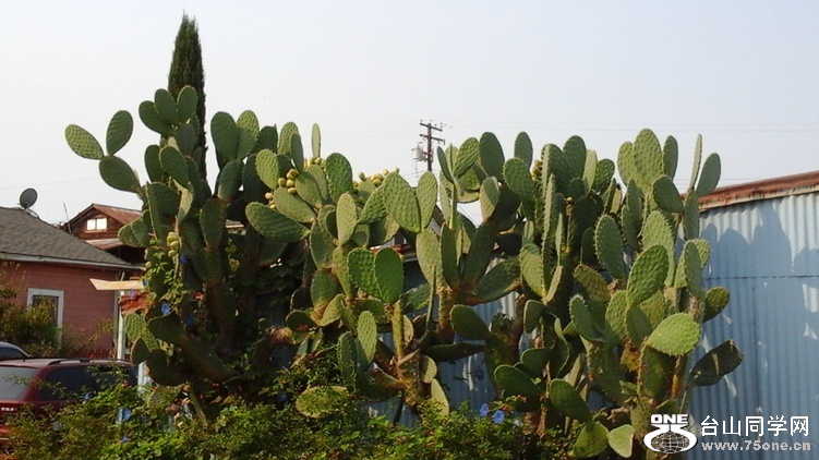 88_2492_604725c1741427c.jpg