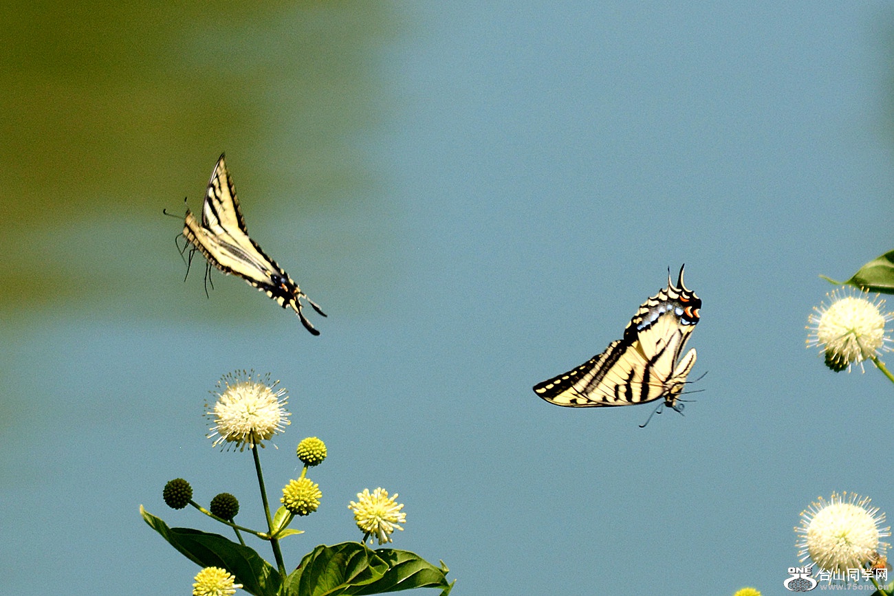 DSC_4690_86.jpg