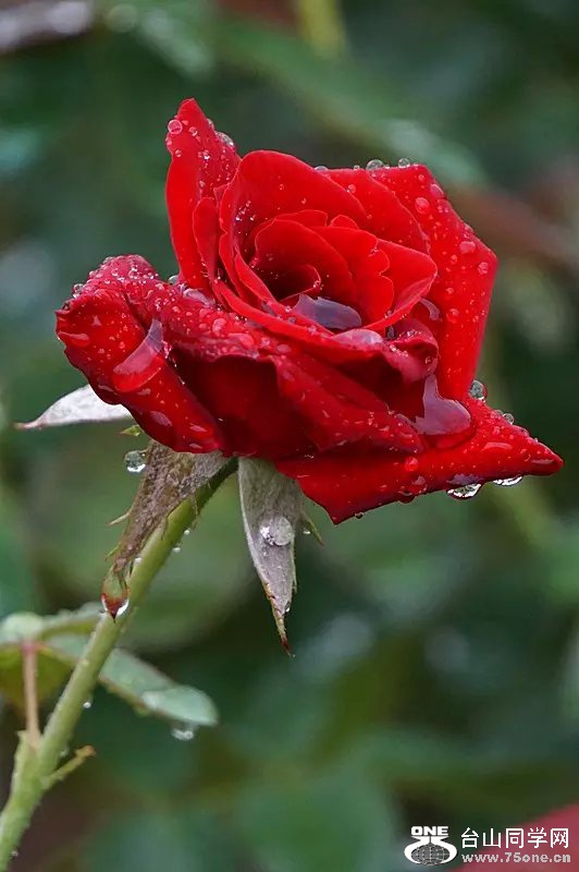 psb (7).jpg