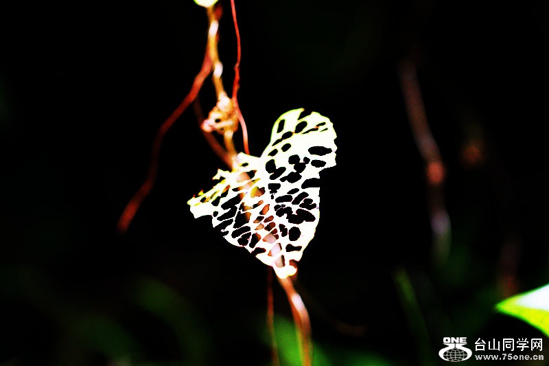 DPP_2015.5.180691_.jpg