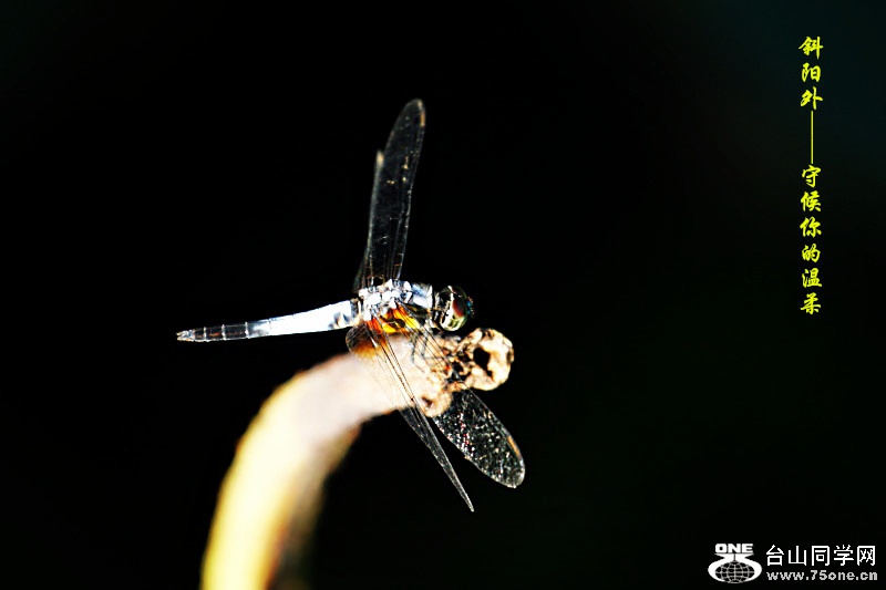 DPP_2015.5.1760368_.jpg