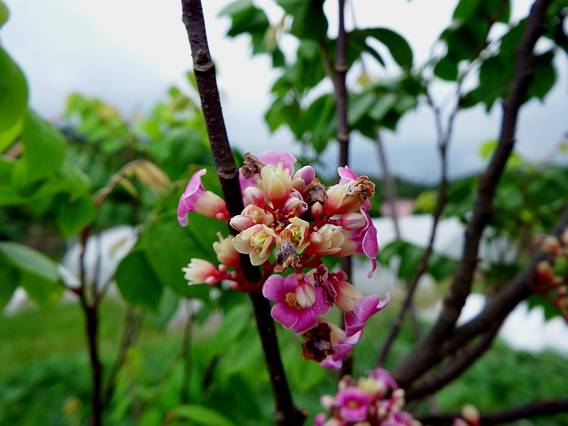 DSCF6009.JPG
