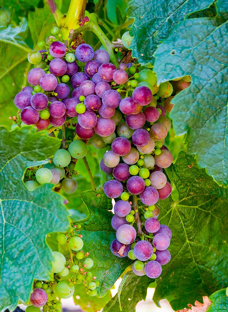 DSC_3167.jpg