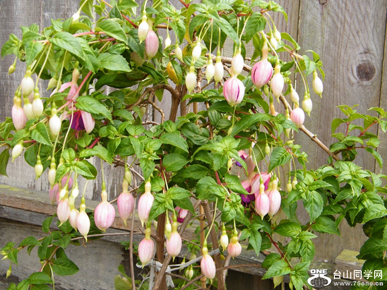 DSCF5579_.jpg