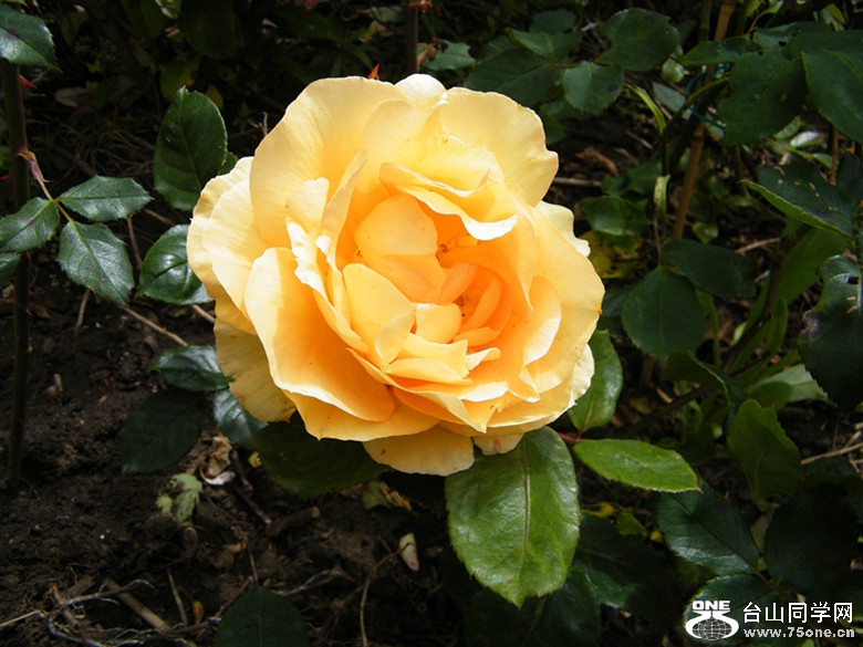 DSCF5589_.jpg