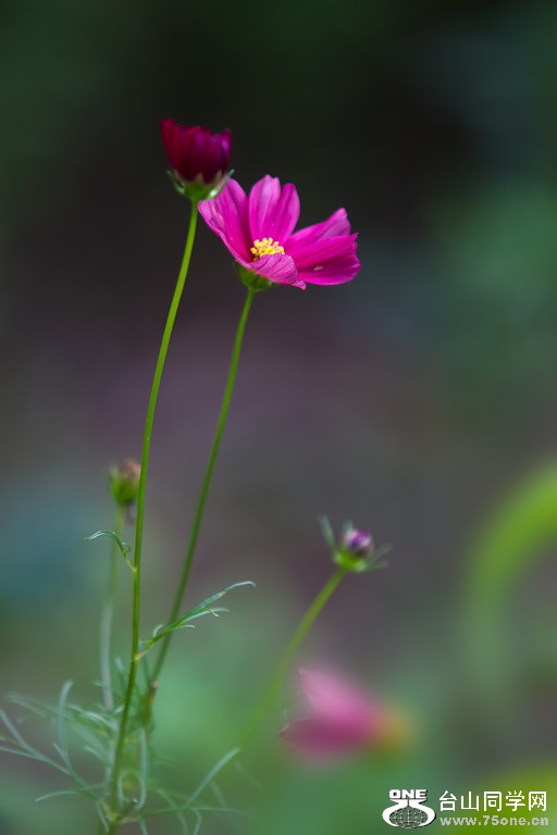 IMG_1758-XL.jpg