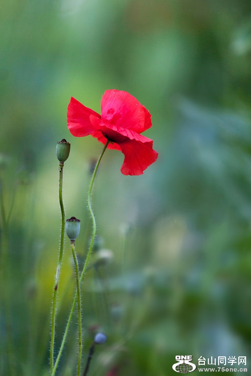 _MG_1731-XL.jpg