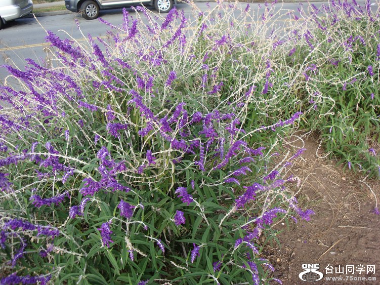 DSC04504_.jpg
