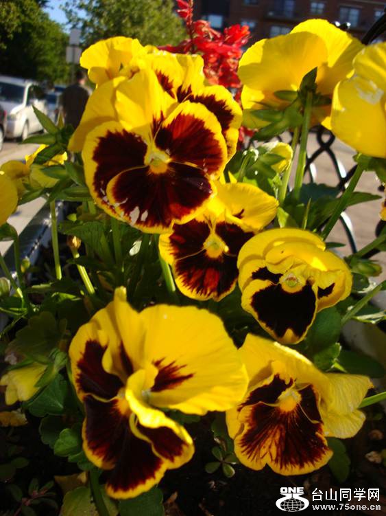 DSC03975_.jpg