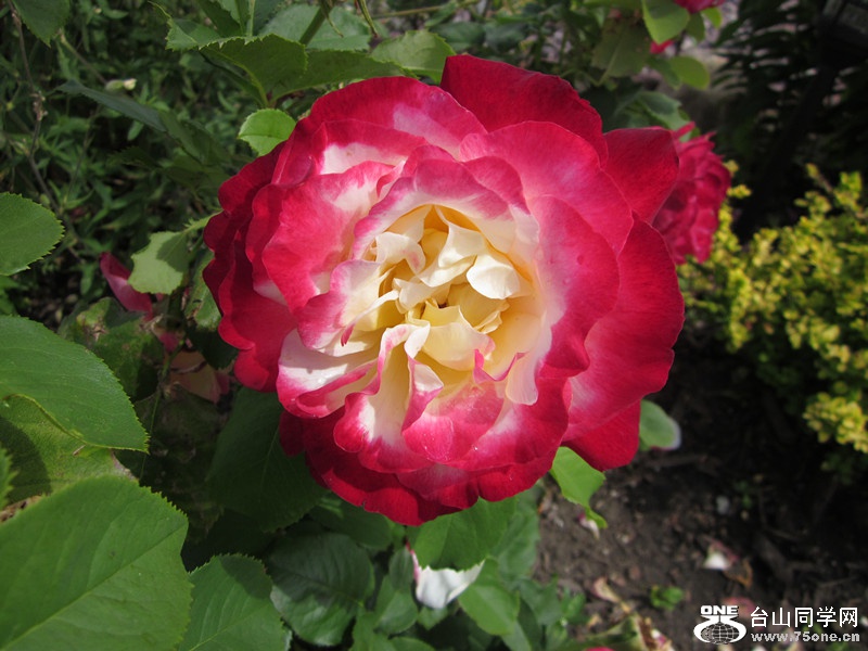 IMG_2260_.jpg