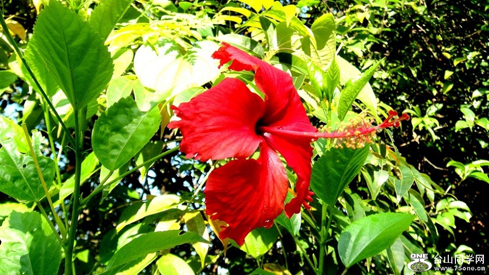 DSC02677__.jpg