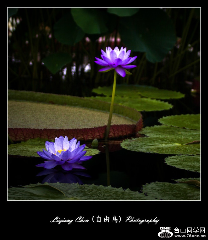 IMG_1954-XL.jpg